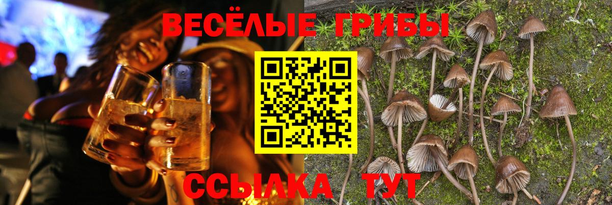 Псилоцибиновые грибы прущие грибы Сокол